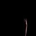 20120725020526_grace 20120725020526_grace