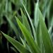 20120801114250_plant1 20120801114250_plant1