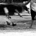20120822104220_pave_brux__1_sur_1_ 20120822104220_pave_brux__1_sur_1_