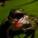 20120822111442_chasse2_grenouille 20120822111442_chasse2_grenouille