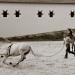 20120829151015_le_galop_autorise 20120829151015_le_galop_autorise