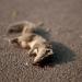 20120905011604_jeremy_guillaume_rip_acte_5 20120905011604_jeremy_guillaume_rip_acte_5