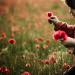20120914054851_camille_coquelicot2 20120914054851_camille_coquelicot2