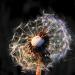 20120925141332_naissances_de_fees