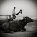 20120929181540_scene_de_menage 20120929181540_scene_de_menage