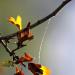 20121001180328_fil_ephemere___copie 20121001180328_fil_ephemere___copie