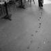 20121001163302_traces_de_chien_prêt 20121001163302_traces_de_chien_prêt