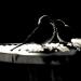 20121002001731_le_baiser_d_acacia_camp___jpeg 20121002001731_le_baiser_d_acacia_camp___jpeg