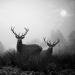 20121001230521_cerfs 20121001230521_cerfs