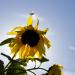 20121002210726_composition_florale_002 20121002210726_composition_florale_002