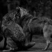 20130429191459_leviathan
