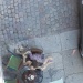 20130502122835_le_banquet_des_oiseaux
