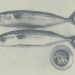 20130503113809_2_maquereaux_6