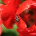 20130515161532_dsc_1847.jpgbis