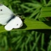 20130520103014_couple_papillon 20130520103014_couple_papillon