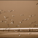 Heureux comme un oiseau dans l'air - Stéphane Beal Heureux comme un oiseau dans l'air - Stéphane Beal