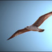 Oiseau en vol - Jean-Louis Hierro Oiseau en vol - Jean-Louis Hierro