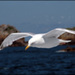 Goéland Argenté volant entre mer et ciel - Laurent Didier