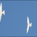 Eclat blanc dans les airs - Raphaël Bryche Eclat blanc dans les airs - Raphaël Bryche