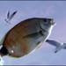AIR FISH - Rémy Saglier AIR FISH - Rémy Saglier