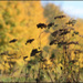 Quand la nature est dans le vent - Lucile Pognon Quand la nature est dans le vent - Lucile Pognon