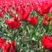 20160927161806_champtulipe7 20160927161806_champtulipe7