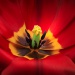 20160927225944_tulipe_2874 20160927225944_tulipe_2874