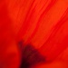 20160928162403_francis_goussard_coquelicot