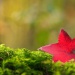 20161002211138_couleurs_d_automne