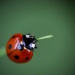 20161003224019_coccinelle 20161003224019_coccinelle