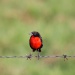 20161008111718_oiseau_noir_et_rouge 20161008111718_oiseau_noir_et_rouge