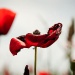 20161012123829_coquelicot_rouge__dsc0030 20161012123829_coquelicot_rouge__dsc0030
