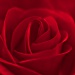 20161010133816_thierry_fabbro___red_rose 20161010133816_thierry_fabbro___red_rose