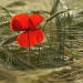 20161013122242_coquelicots5 20161013122242_coquelicots5