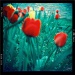 20161013215424_tulipes___copie