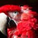 20161013193646_cauvezyvan_red_flammingparrot 20161013193646_cauvezyvan_red_flammingparrot