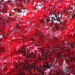 20161014201006_automne_rouge 20161014201006_automne_rouge