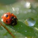 20161022193740_coccinelle_et_perles_de_rosee 20161022193740_coccinelle_et_perles_de_rosee