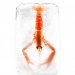 20161021133316_langoustine_dans_la_glace_joy_forgas_deplanche 20161021133316_langoustine_dans_la_glace_joy_forgas_deplanche