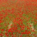 20161024173701_2016_coquelicots 20161024173701_2016_coquelicots