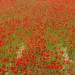 20161024173701_2016_coquelicots