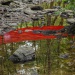 20161024175012_michel_alain_louys_reflet_rouge 20161024175012_michel_alain_louys_reflet_rouge