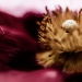 20161024233338_cosmos 20161024233338_cosmos