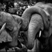 Câlin d'éléphants - Franck Rondot