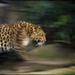 Big Cat - Cliccath Big Cat - Cliccath
