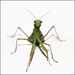 Macro Studio - Gil Gautier Macro Studio - Gil Gautier