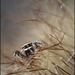 Wall-e - Benoit Jacquelin Wall-e - Benoit Jacquelin