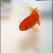 Heureux comme un poisson dans l'eau