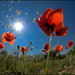 Printemps