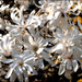 Blancheur